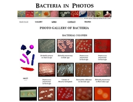 http://www.bacteriainphotos.com/ bacteriainphotos